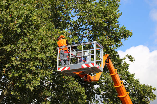 Best Tree and Shrub Care  in Munsey Park, NY